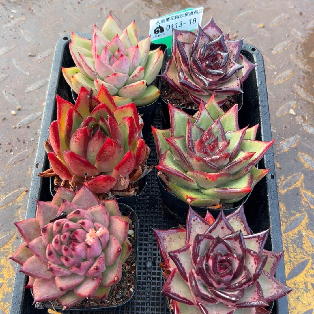 多肉一物一拍0113-18