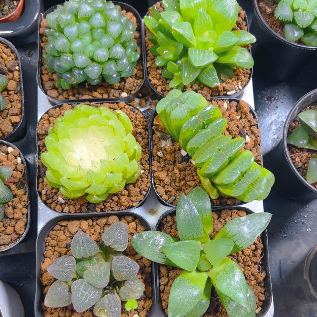 新人套餐玉露6颗多肉