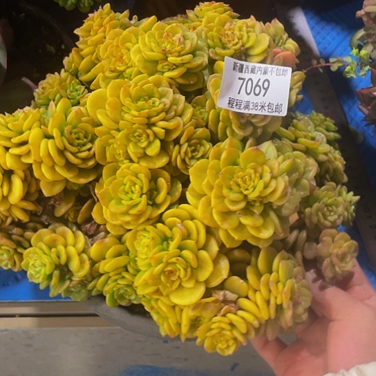 k****j蜡牡丹7069多肉