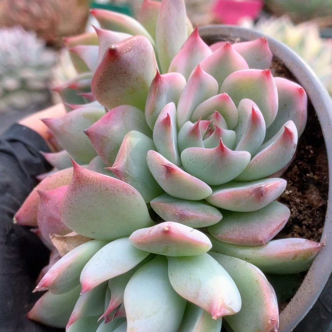 053锦锦锦锦锦锦锦锦锦