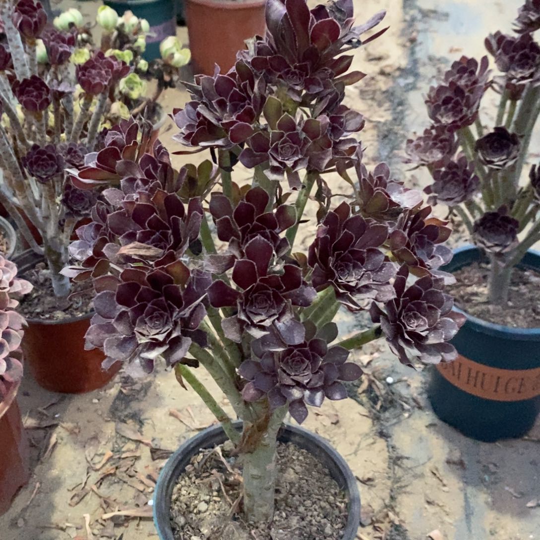 黑法12多肉植物法师法师法师