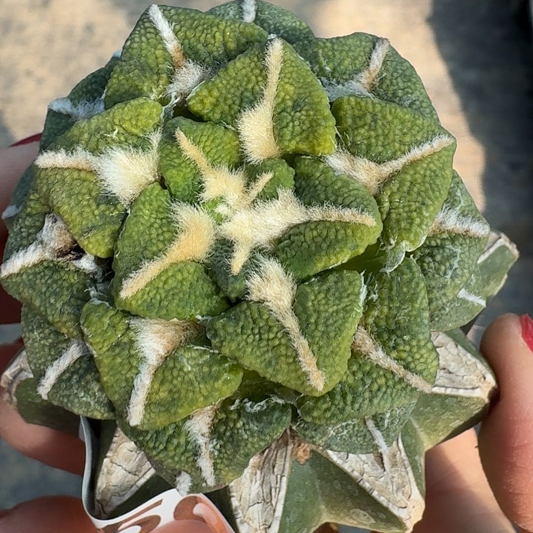 龍***一无花朵颗粒黑锦150