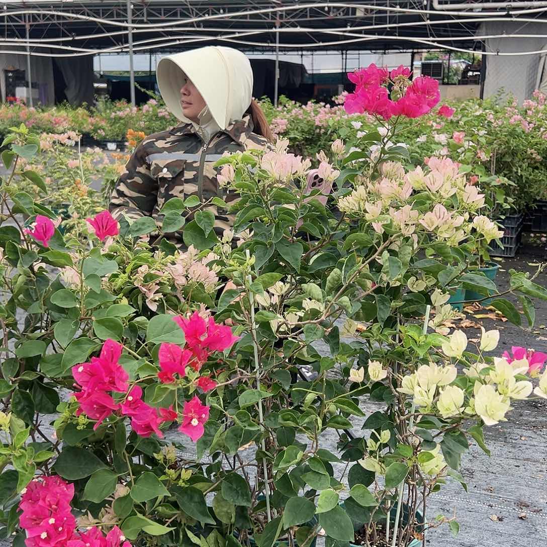 当前无花栽培后可以开花五宝一棵