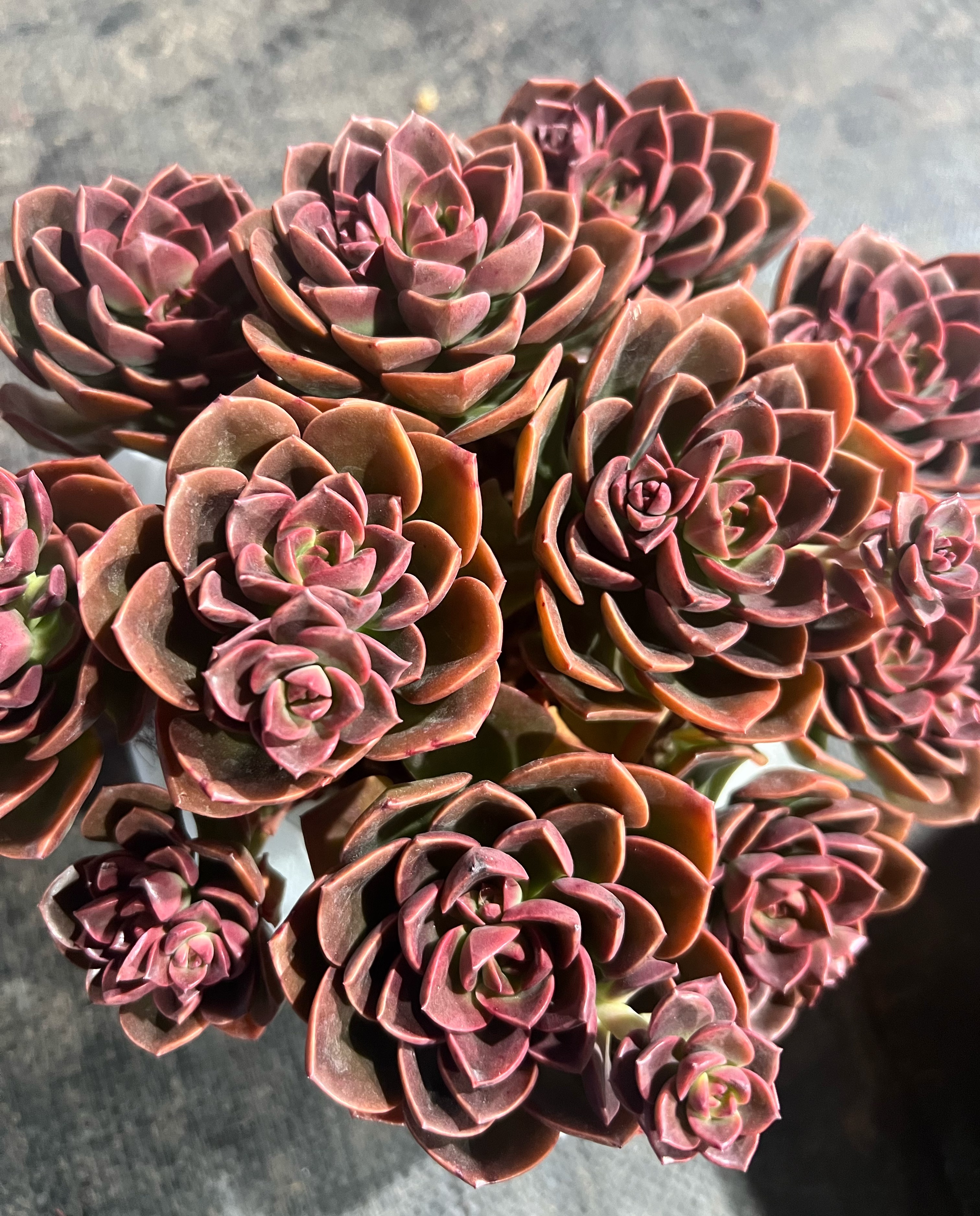 氧花季 巧克力多肉盆栽 云南直发