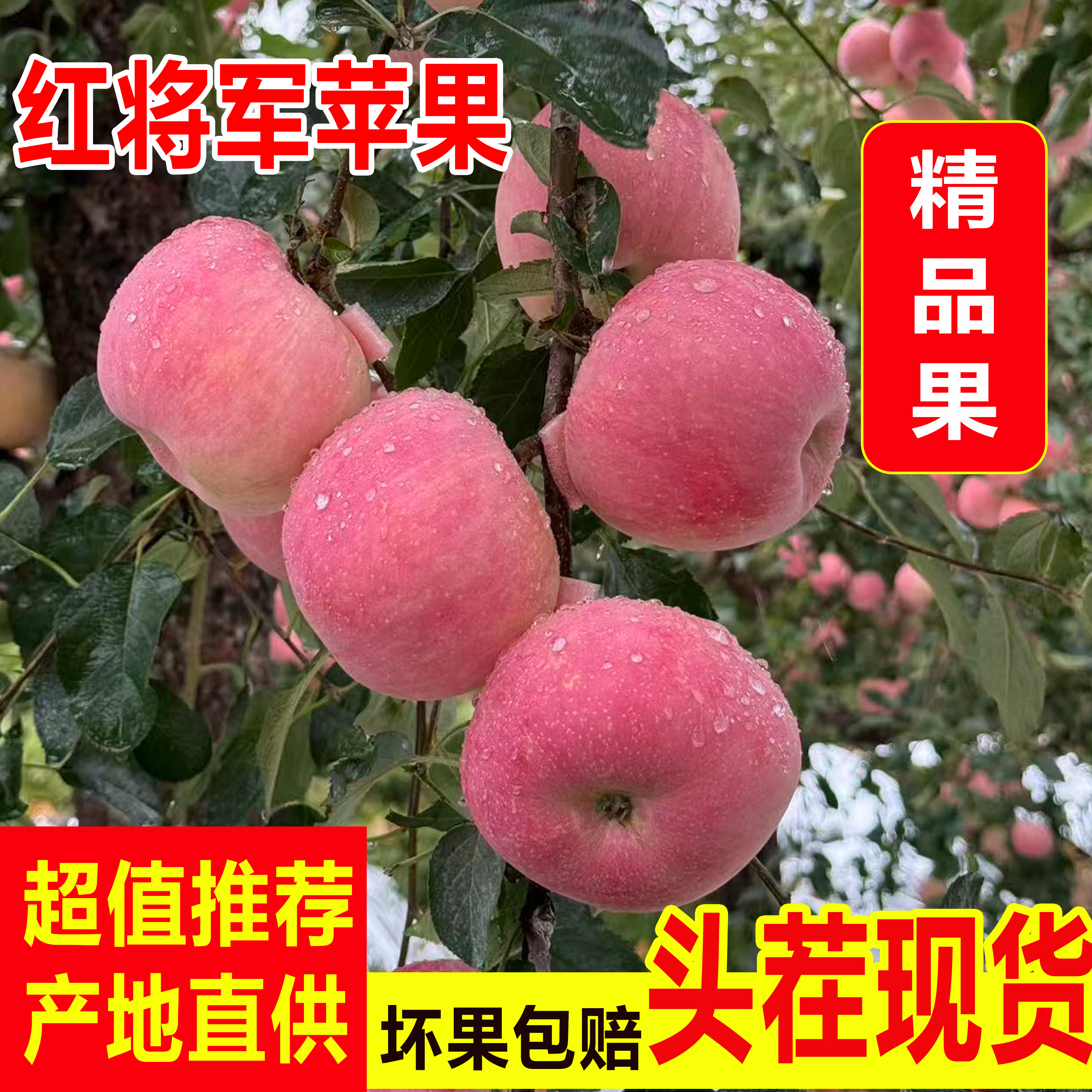 正宗烟台当季头茬早熟富士红将军苹果，现摘现发绿色健康无公害！！