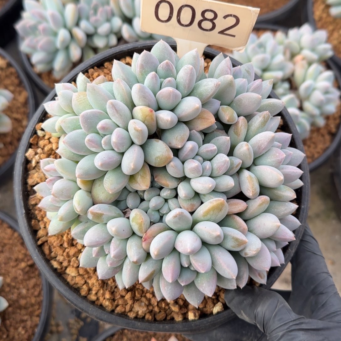 0082。        奶糖群肉