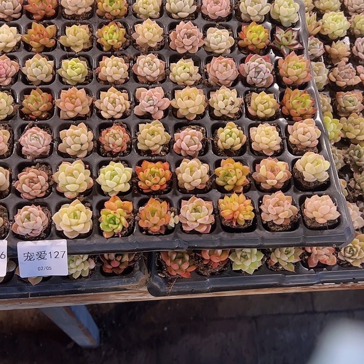 直播福利一物一拍127