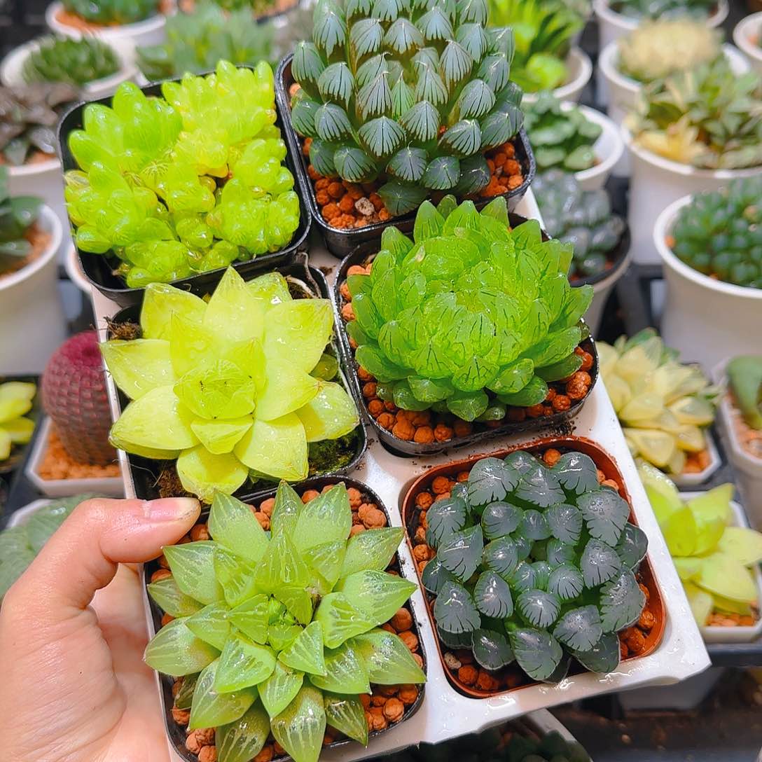 玉露六件套多肉，原盆