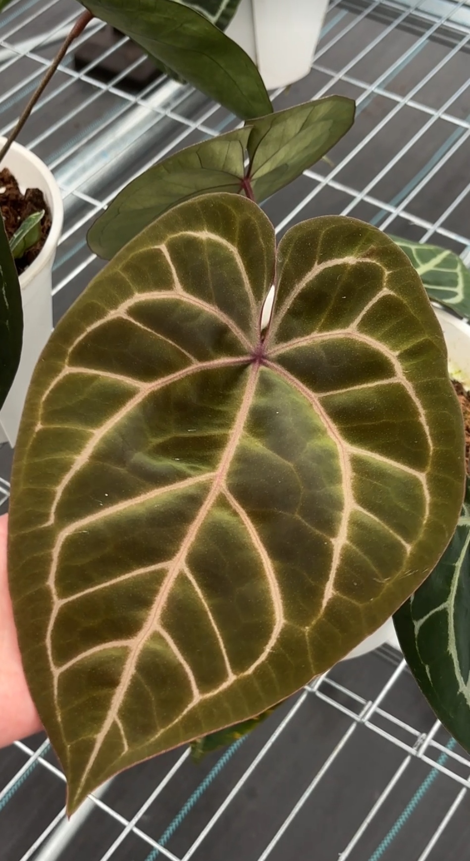 天南星科花烛一物一拍专用3号链接绿植盆栽室内
