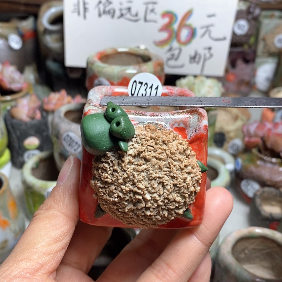 花盆拍3送一个小礼物