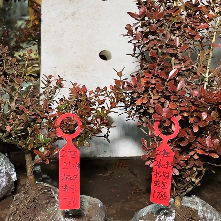 招***宝无花朵安徽珍珠黄杨