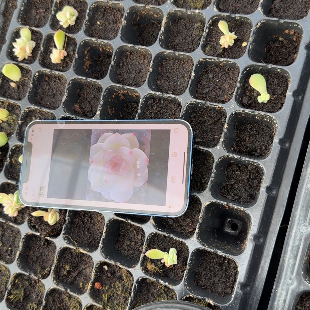 小夭穴一个满25包邮