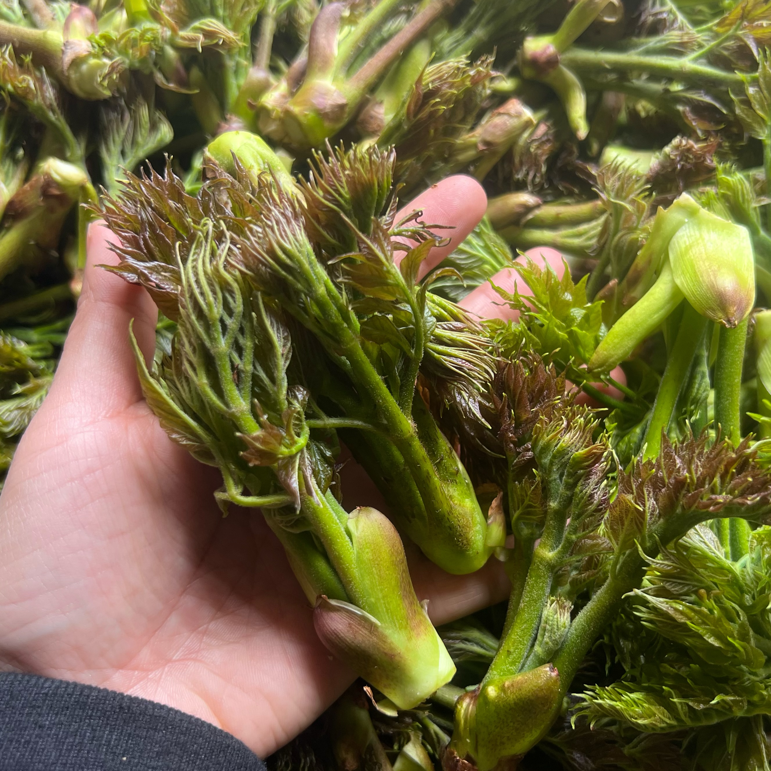 (南方空运）（大工）刺老芽600克 包邮 深山采摘