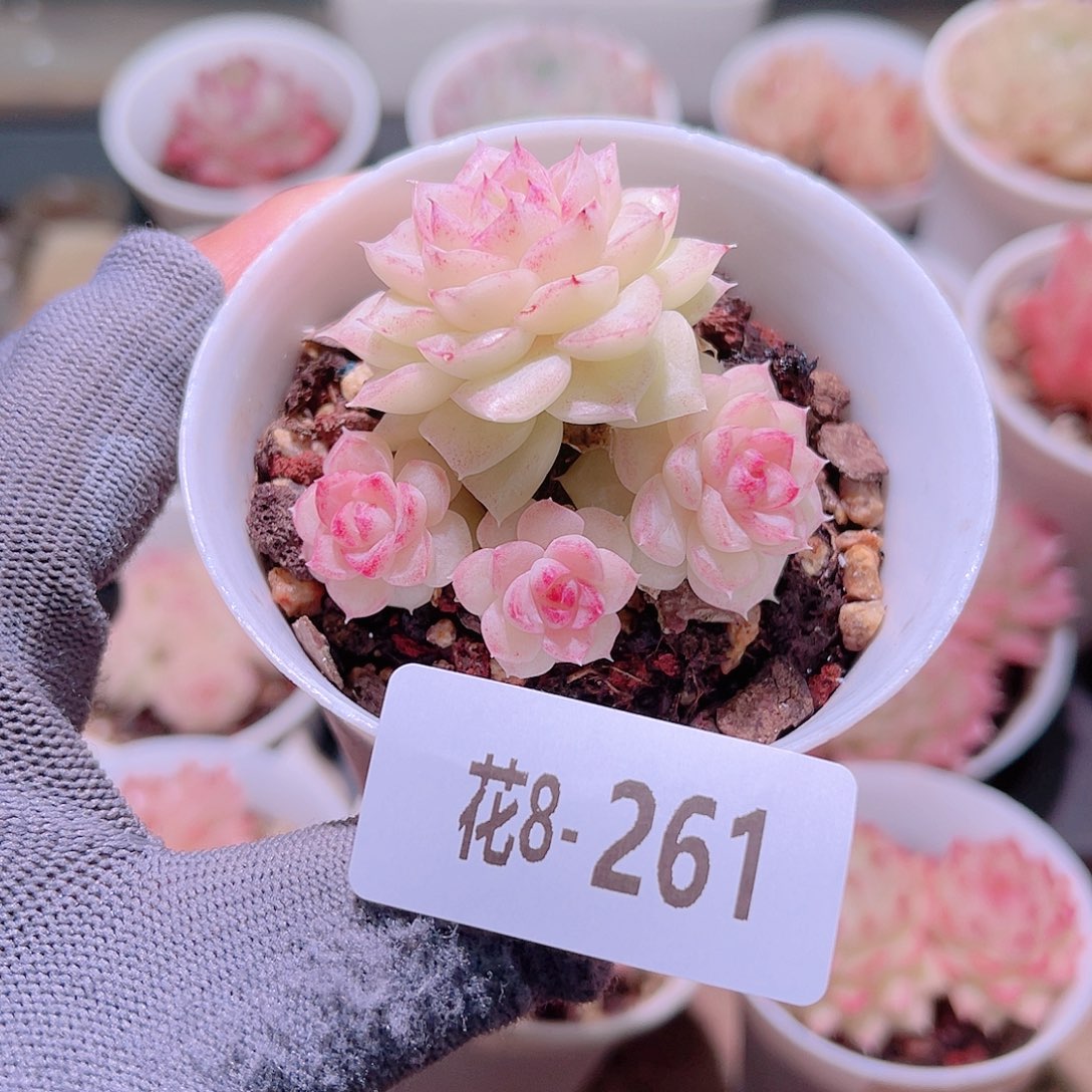 花08-261白天鹅群
