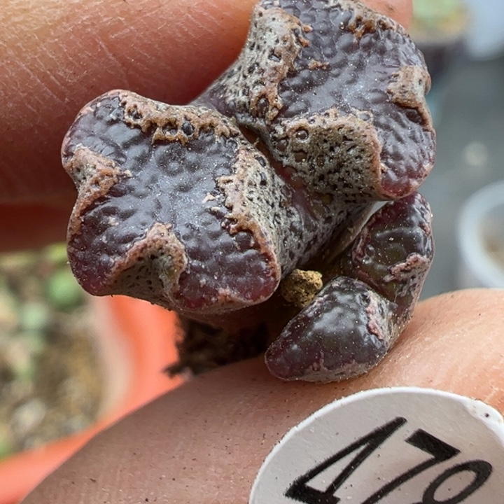 478号这颗多肉有点好看