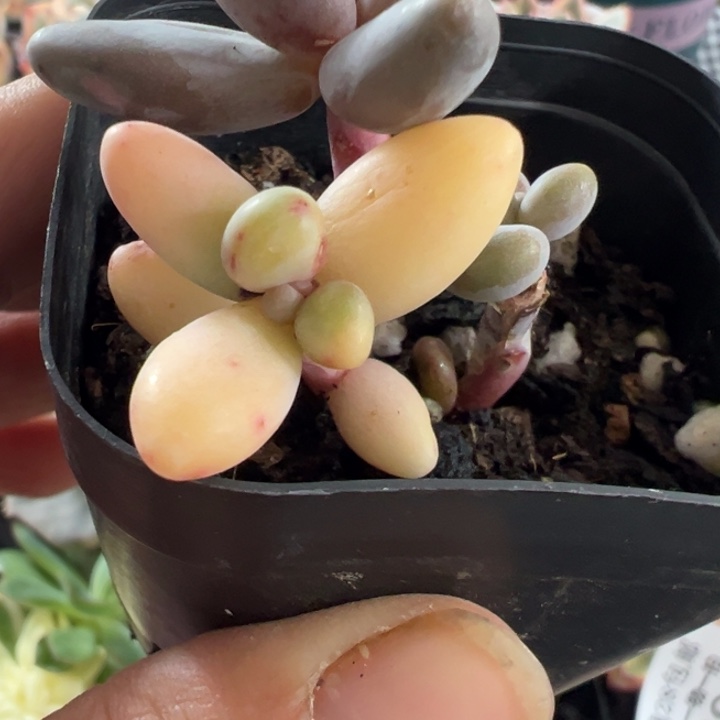 糖果阴阳锦多肉植物591