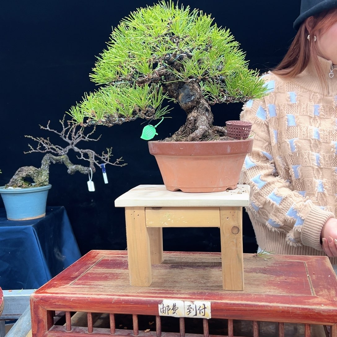 微***言无花朵杜鹃花的诗作是