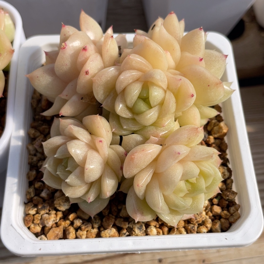 优选黄油透麦杆福利2559