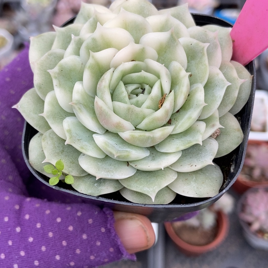 39盎司诺锦多肉植物