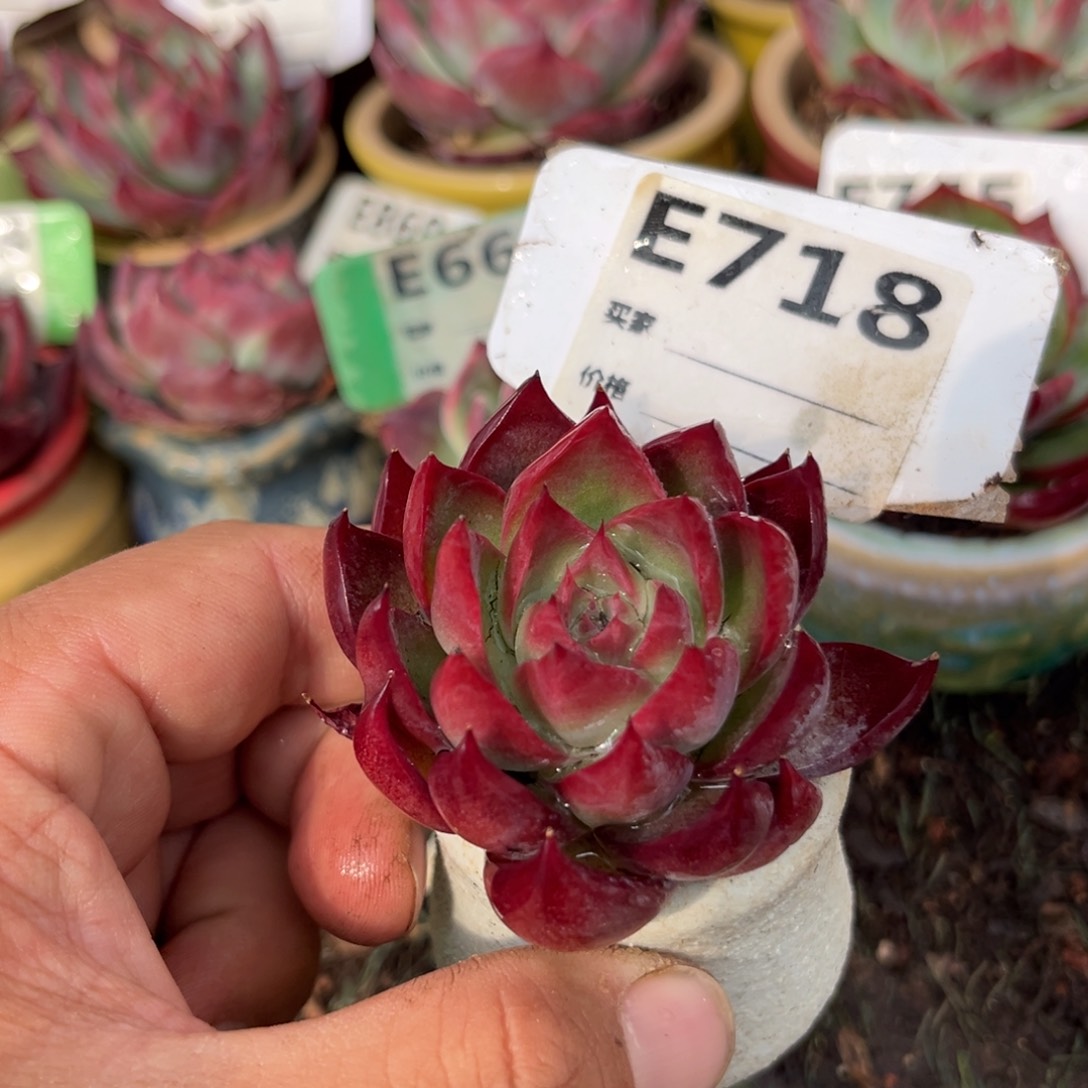 惊鸿一瞥718号多肉