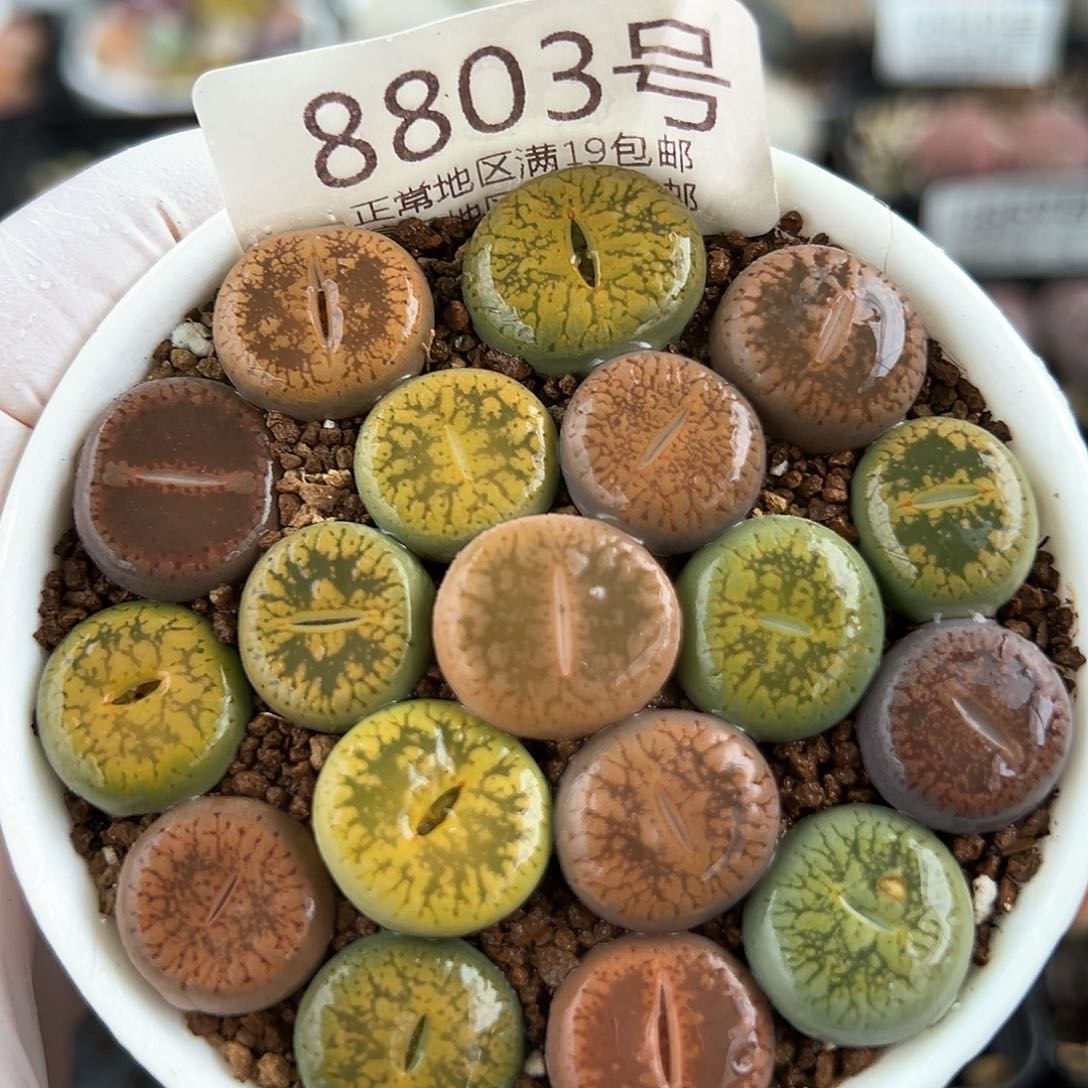 好养易活生石花大母本8803