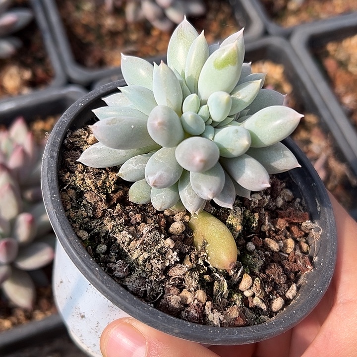 叶插彩体哥特缀化多肉