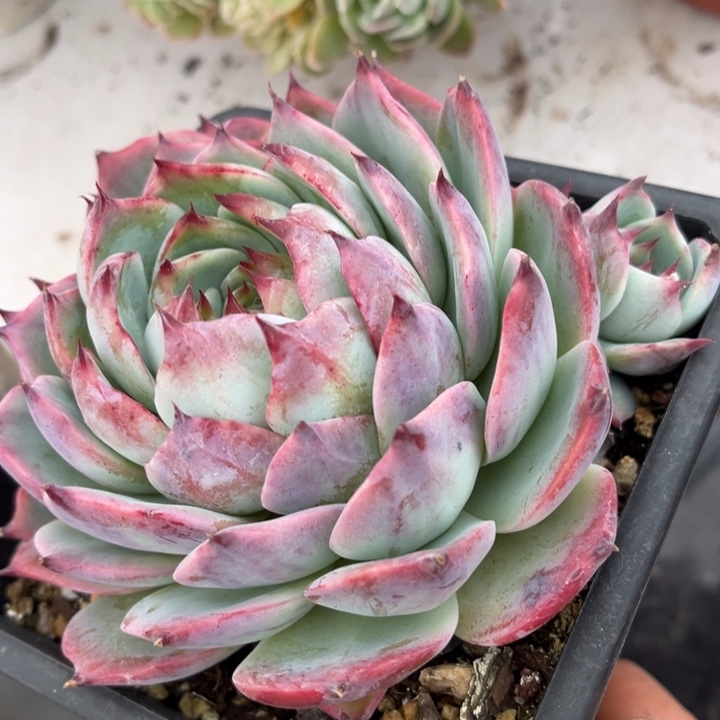 惊鸿仙子23135多肉植物