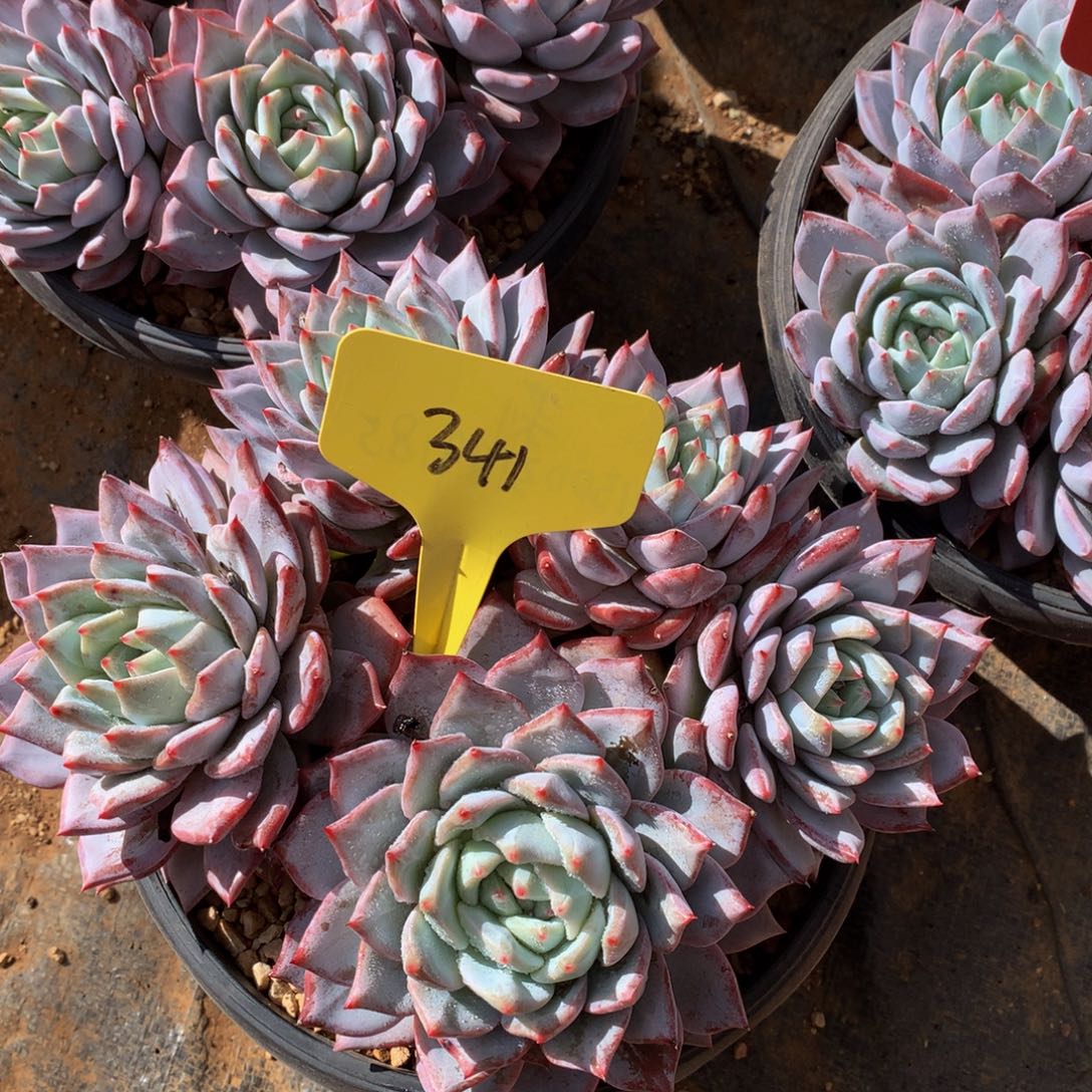 粉看鸟727277272727228