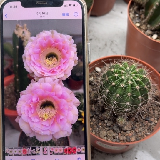 彩草520号5公分左右带根