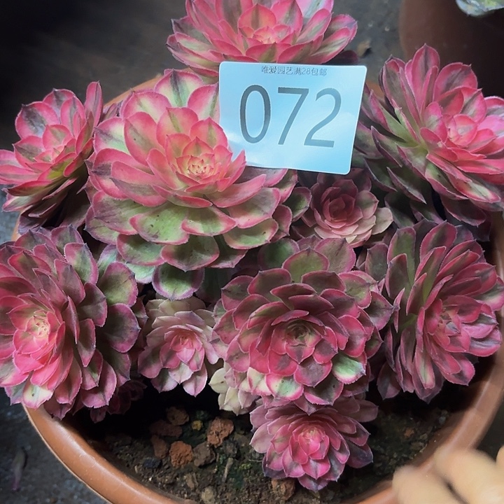 多肉植物福利072个