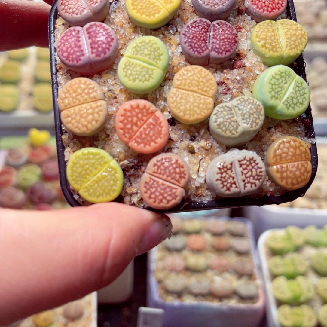 556号带破包邮发货