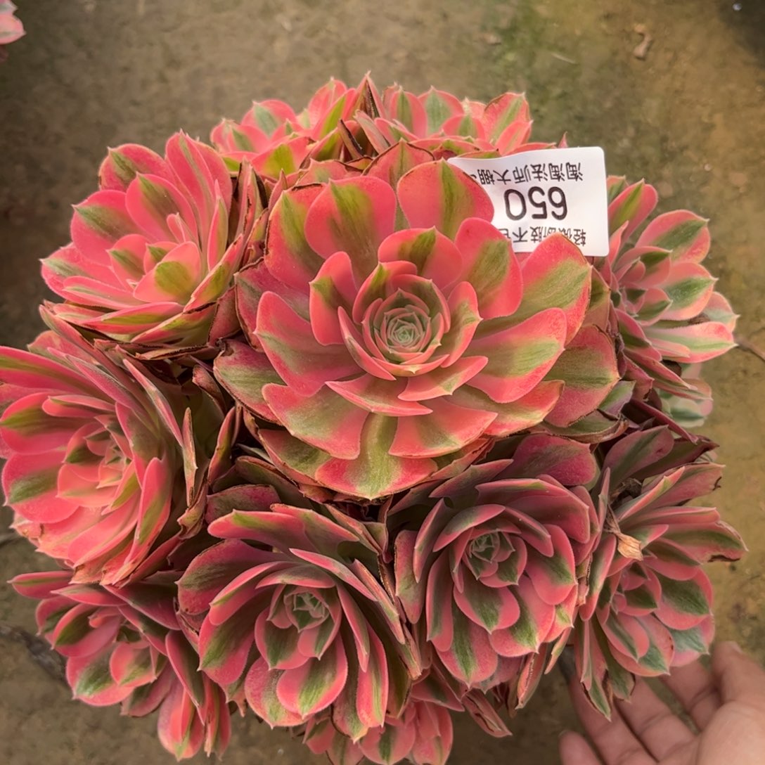 650粉女巫多肉植物法师