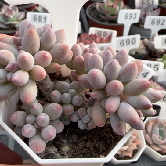 680手指奶一物一拍多肉