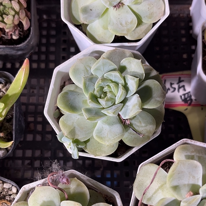 八角盆粉韵带盆土发