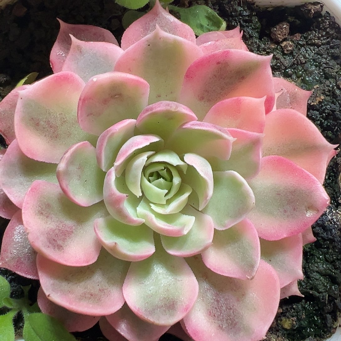 满38包邮沙漠玫瑰锦