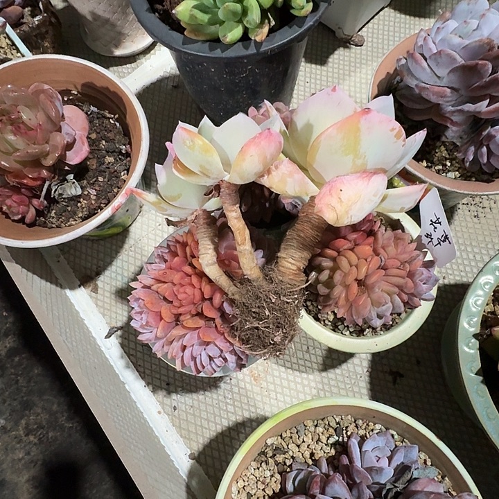 是因为这些问题我才能