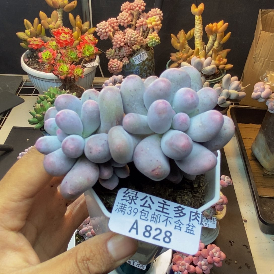 828米可奶多肉6c m