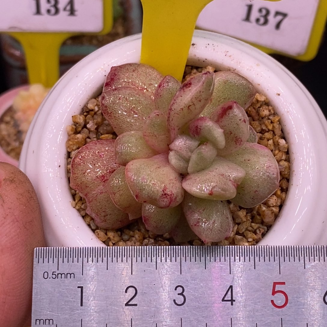 3139糖心变异石化带锦