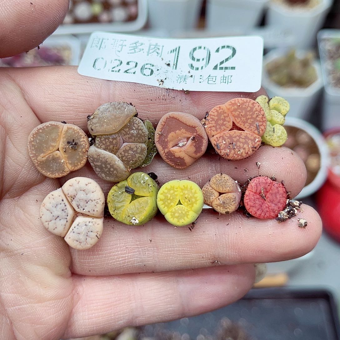 郎哥多肉生石花26-192