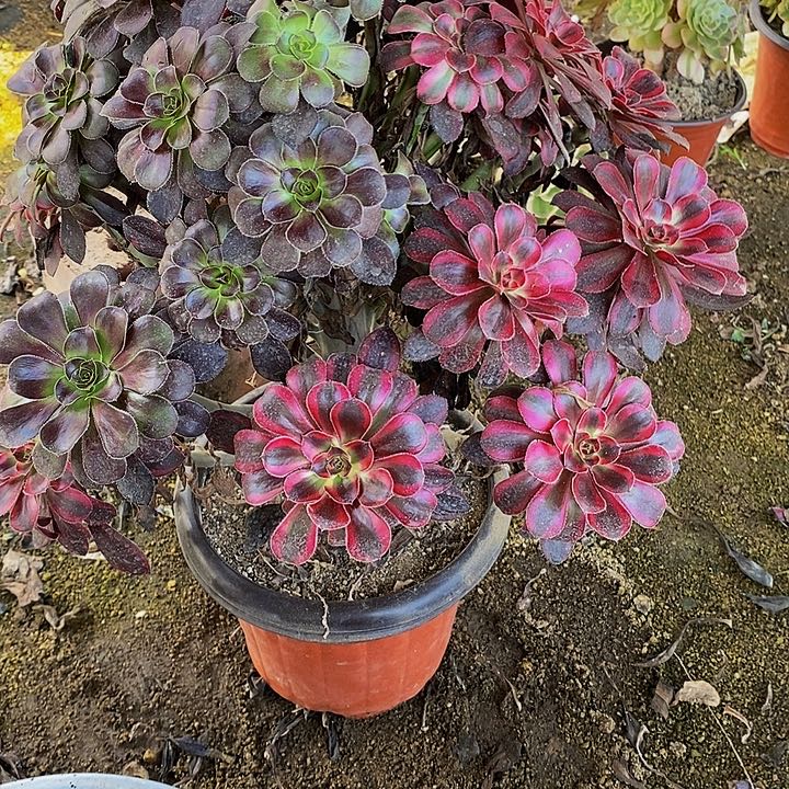 七***史多肉香奈儿阴阳182多肉