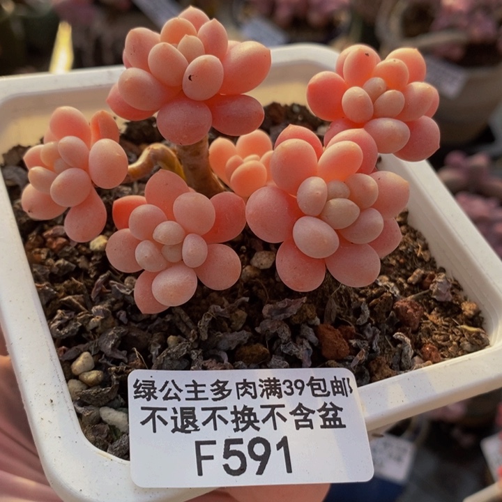 鱼子酱8cm591多肉植物