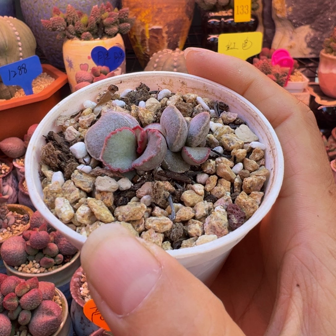 一组自拍，感谢支持