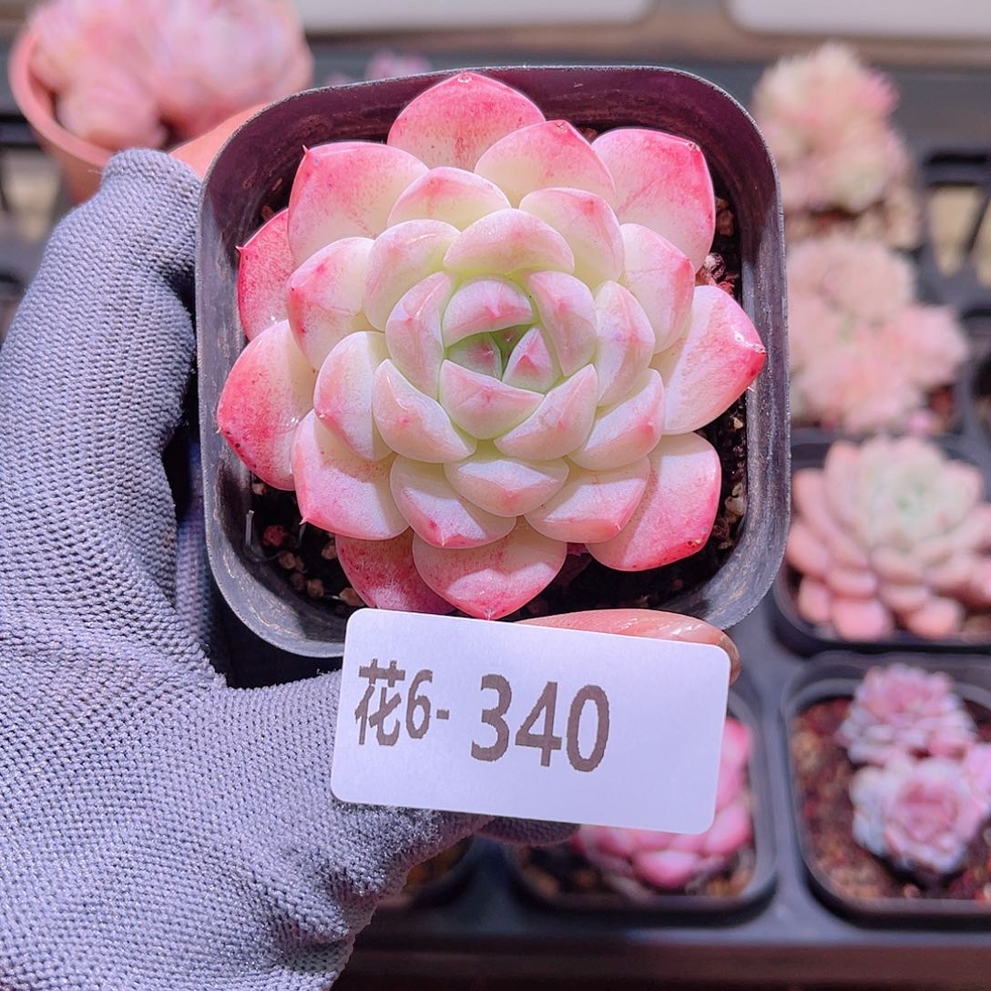 花06-340白桃汽水