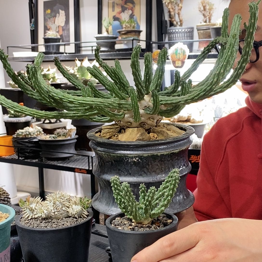 九头龙大戟植物特殊不退不换顺丰包邮