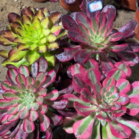 360多肉植物组合