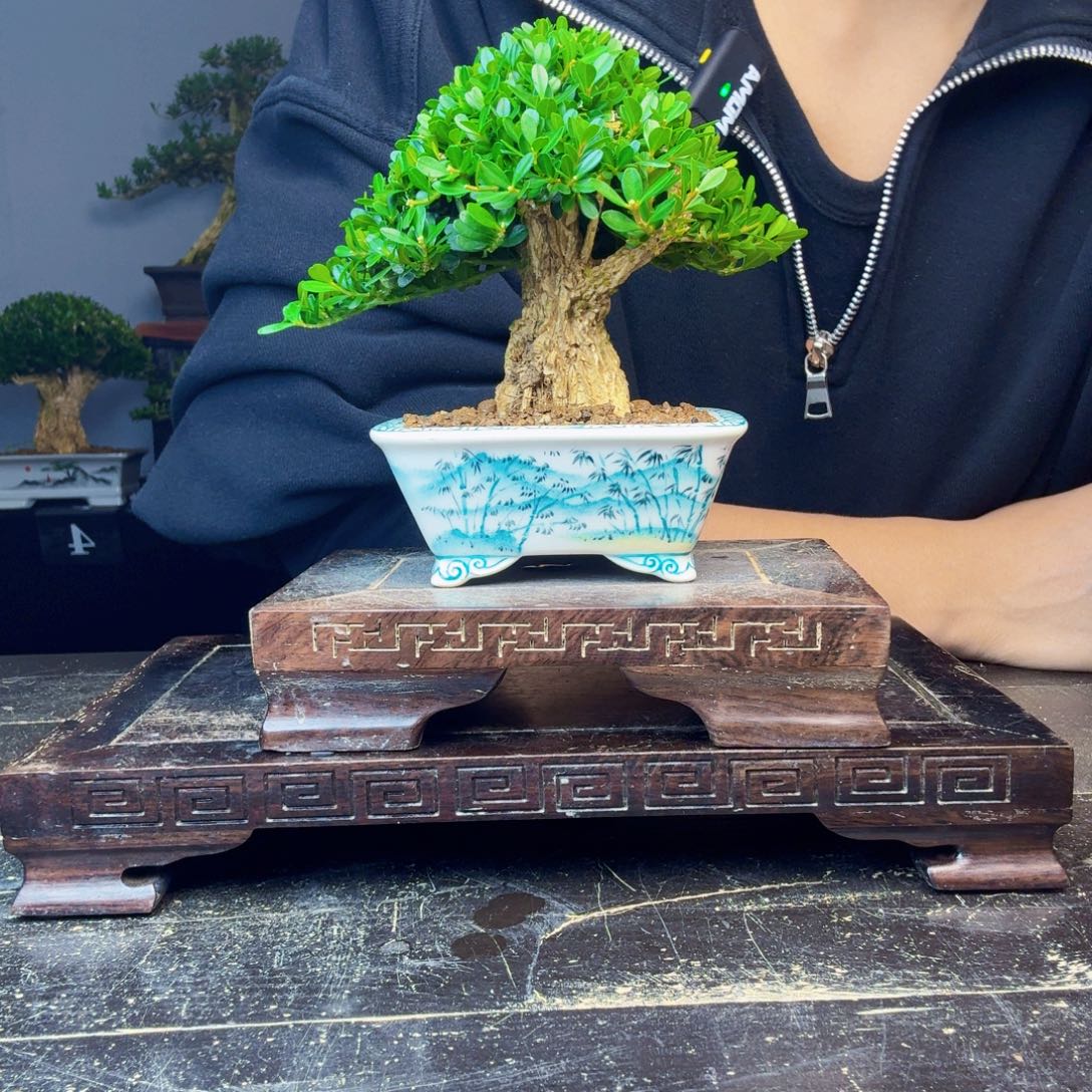 骄***泡无花朵黄杨盆景一物一拍