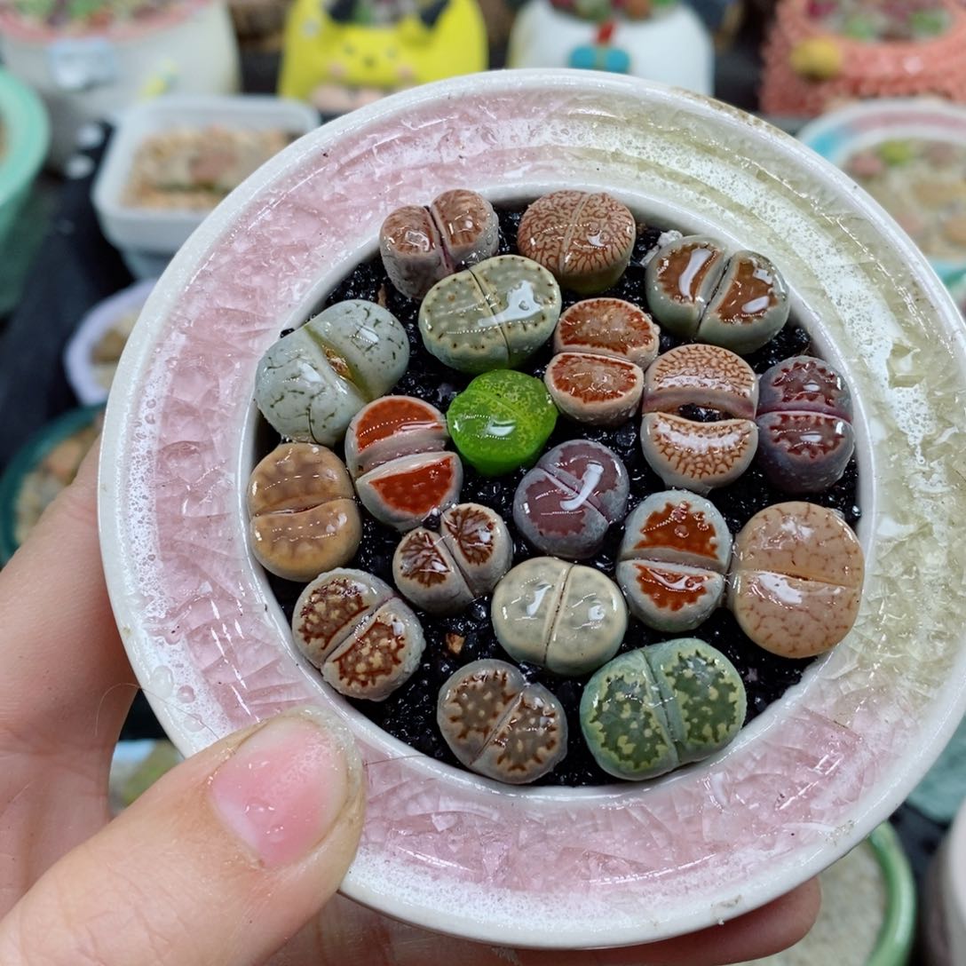 生石花花花花花花9号