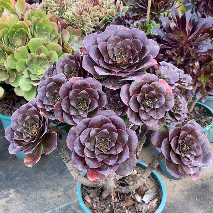 魅金玫瑰多肉植物5。