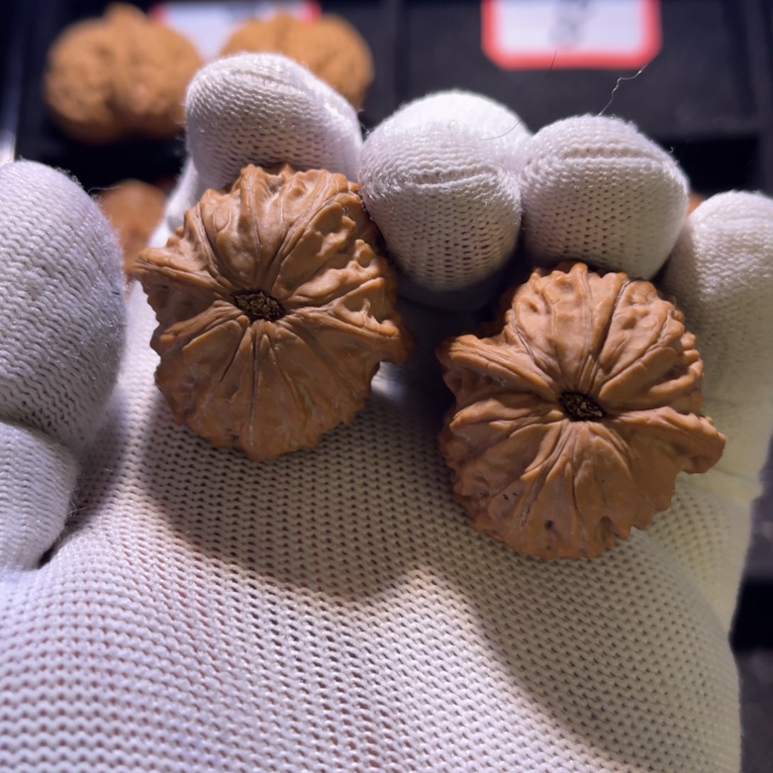 秦皇岛山地果全品肆七狮子头—09