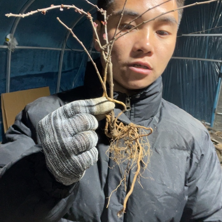 赤八重海棠花一颗